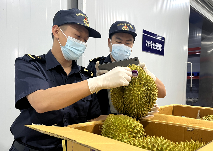 磨憨鐵路口岸綜合性指定監管場(chǎng)地水果查驗區內，海關(guān)關(guān)員正在查驗進(jìn)口榴蓮。勐臘海關(guān)供圖